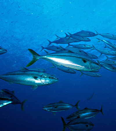 海を泳ぐ魚